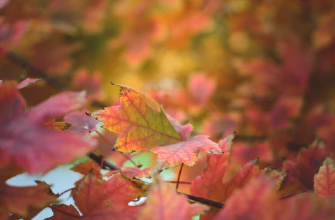 November