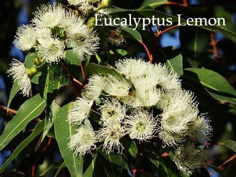 Scent Off Insect Repellent Pulse Point Cream