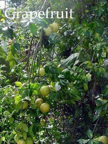 Sleep Well Soy Wax Melts (Eight)