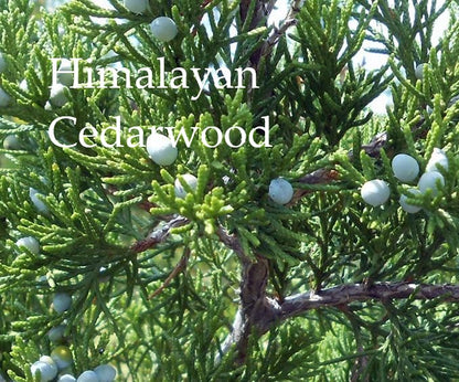 Energise & Courage Gift Set