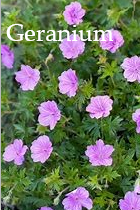 Chamomile & Geranium Lip Balm